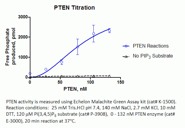 PTEN Enzyme, active - Echelon Biosciences
