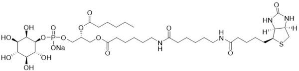 Biotin Phosphatidylinositol - Echelon Biosciences