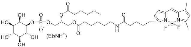 BODIPY FL Phosphatidylinositol - Echelon Biosciences