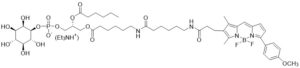 BODIPY TMR Phosphatidylinositol - Echelon Biosciences