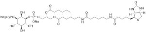 Biotin Phosphatidylinositol 3-phosphate - Echelon Biosciences