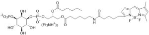 BODIPY FL PI(3)P - Echelon Biosciences