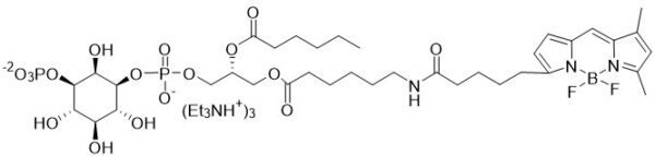 BODIPY FL PI(3)P - Echelon Biosciences