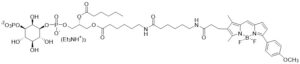 BODIPY TMR PI(3)P - Echelon Biosciences