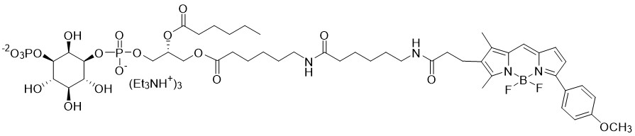 BODIPY TMR PI(3)P - Echelon Biosciences