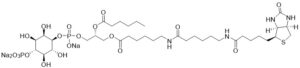 Biotin Phosphatidylinositol 4-phosphate - Echelon Biosciences