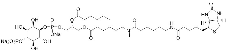 Biotin Phosphatidylinositol 4-phosphate - Echelon Biosciences