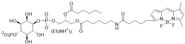 BODIPY FL PI(4)P - Echelon Biosciences