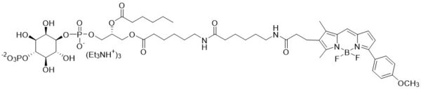 BODIPY TMR PI(4)P - Echelon Biosciences