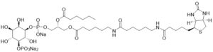 Biotin Phosphatidylinositol 5-phosphate - Echelon Biosciences