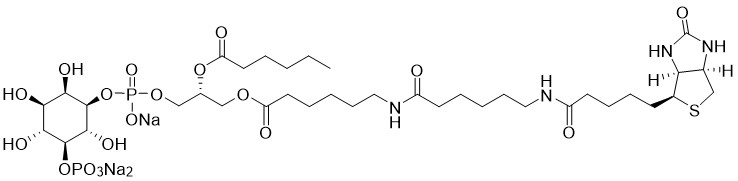 Biotin Phosphatidylinositol 5-phosphate - Echelon Biosciences