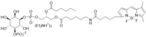 BODIPY FL PI(5)P - Echelon Biosciences