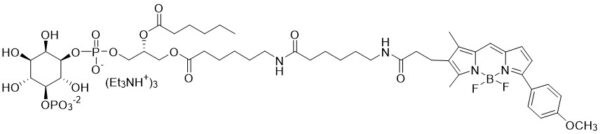 BODIPY TMR PI(5)P - Echelon Biosciences