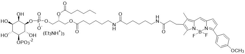 BODIPY TMR PI(5)P - Echelon Biosciences