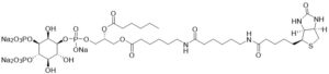 Biotin Phosphatidylinositol 3,4-bisphosphate - Echelon Biosciences