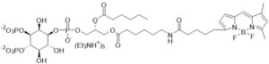 BODIPY FL PI(3,4)P2