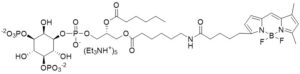 BODIPY FL PI(3,5)P2 - Echelon Biosciences