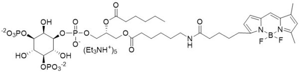 BODIPY FL PI(3,5)P2 - Echelon Biosciences