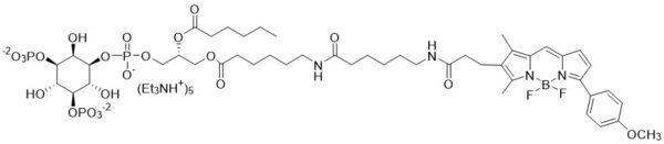 BODIPY TMR PI(3,5)P2 - Echelon Biosciences