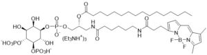 GloPIPs BODIPY FL-PI(4,5)P2, C16 - Echelon Biosciences