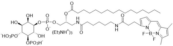 GloPIPs BODIPY FL-PI(4,5)P2, C16 - Echelon Biosciences