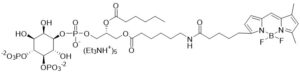 BODIPY FL PI(4,5)P2- Echelon Biosciences