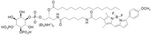 GloPIPs BODIPY TMR-PtdIns(4,5)P2, C16 - Echelon Biosciences