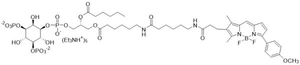 BODIPY TMR PI(4,5)P2 - Echelon Biosciences