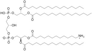 Aminocardiolipin (Amino-CL) - Echelon Biosciences