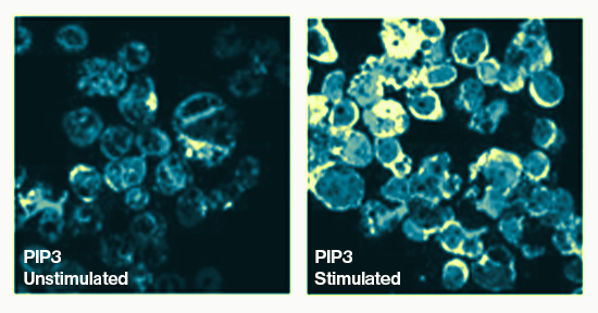 Z-P345, anti-PIP3 antibody - Echelon Biosciences