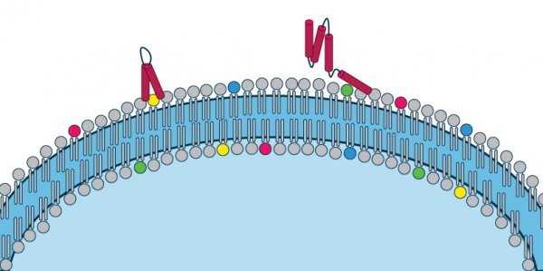 5 tips to improve your Strips! - Echelon Biosciences