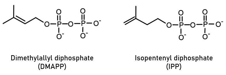 Isoprenoid precurors, IPP and DMAPP - Echelon Biosciences