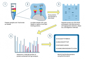 Identifying lipid-protein interactions with Lipid Beads and LC/MS ...