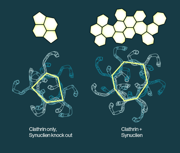 Echelon Biosciences - presence of alpha synuclein modulates clathrin lattice size and structure