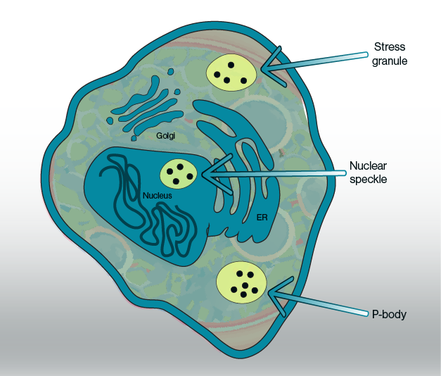 Echelon Biosciences - example locations of putative biomolecular condensates in cells