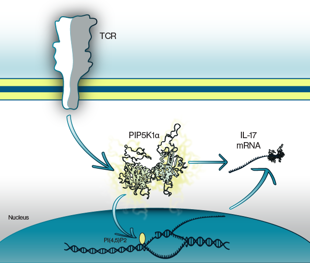 Echelon Biosciences - TCR activation leads to post-transcriptional regulation of IL-17 via PIP5K1a