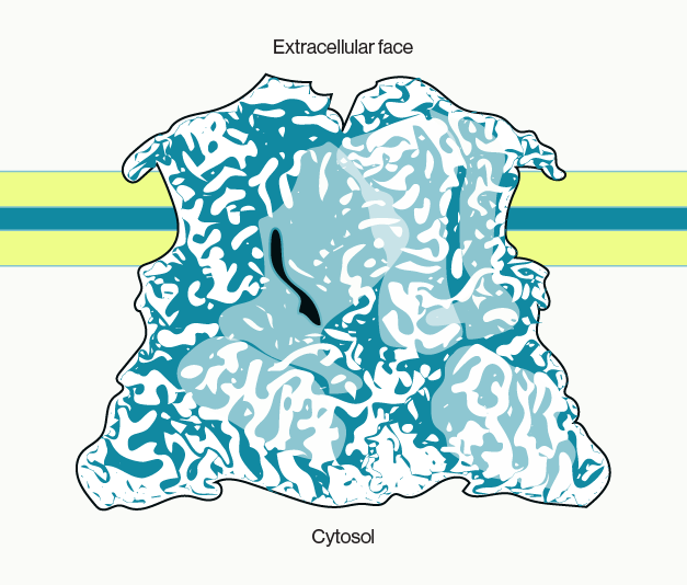 Echelon Biosciences - sketch of the TRPV5 receptor docked with LC-CoA in the membrane