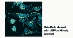 LBPA (BMP) antibody - Echelon Biosciences