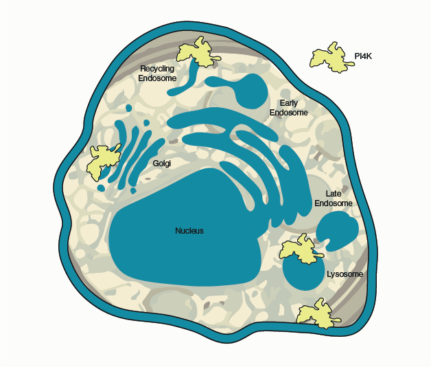 Major locations of activity of PI4 kinase isoforms in the cell; Golgi apparatus, recycling endosomes, lysosomes, and the plasma membrane - Echelon Biosciences