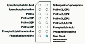 PIP Strips - Echelon Biosciences