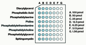 Membrane Lipid Array - Echelon Biosciences