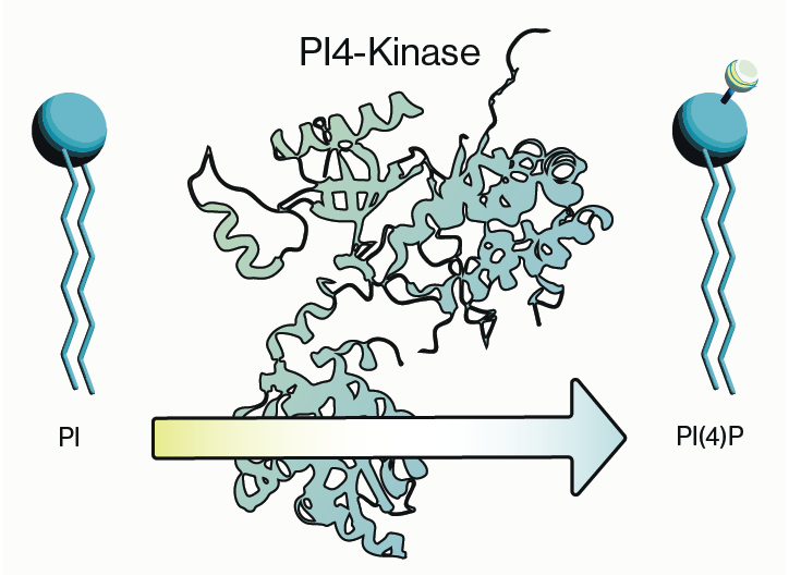 Schematic of PI4P synthesis by PI4-kinase - Echelon Biosciences