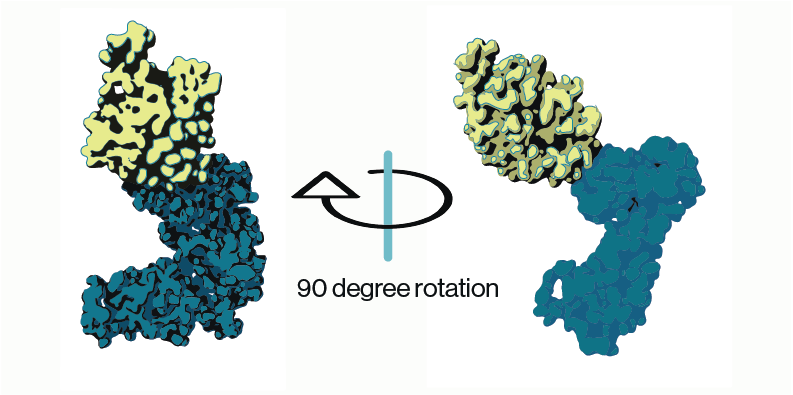 PIKfyve structure (adapted from Lees and Li et al. 2020; PDB entry 7K2V). Model shows cryo-EM densities for predicted PIKfyve's CCT (yellow) and kinase (blue) domains. - Echelon Biosciences