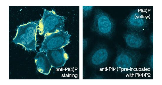 Z-P004, anti-PI4P antibody, Echelon Biosciences