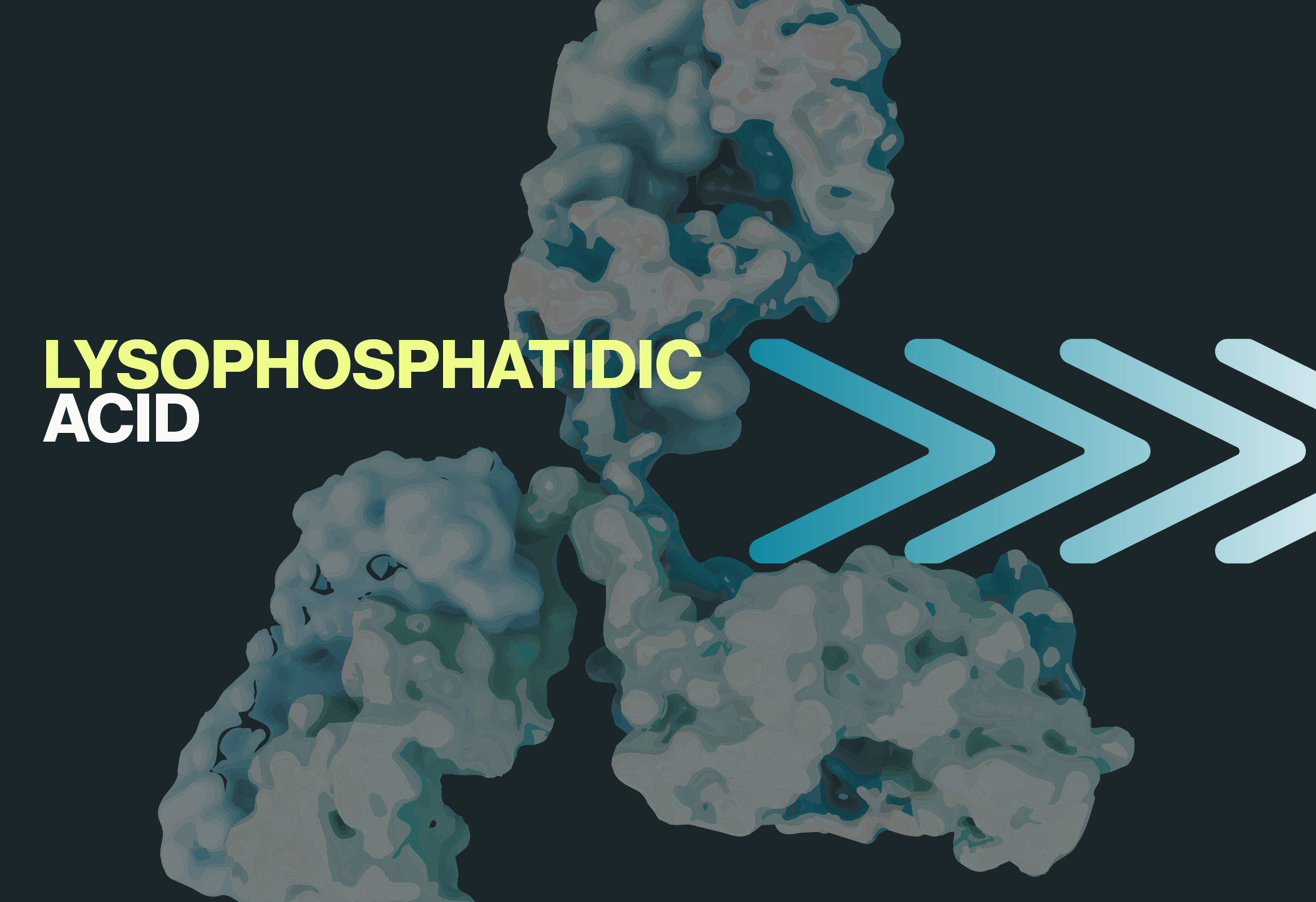 504B3 LPA antibody has higher affinity for species of lysophosphatidic acid over all other tested lipids - Echelon Biosciences