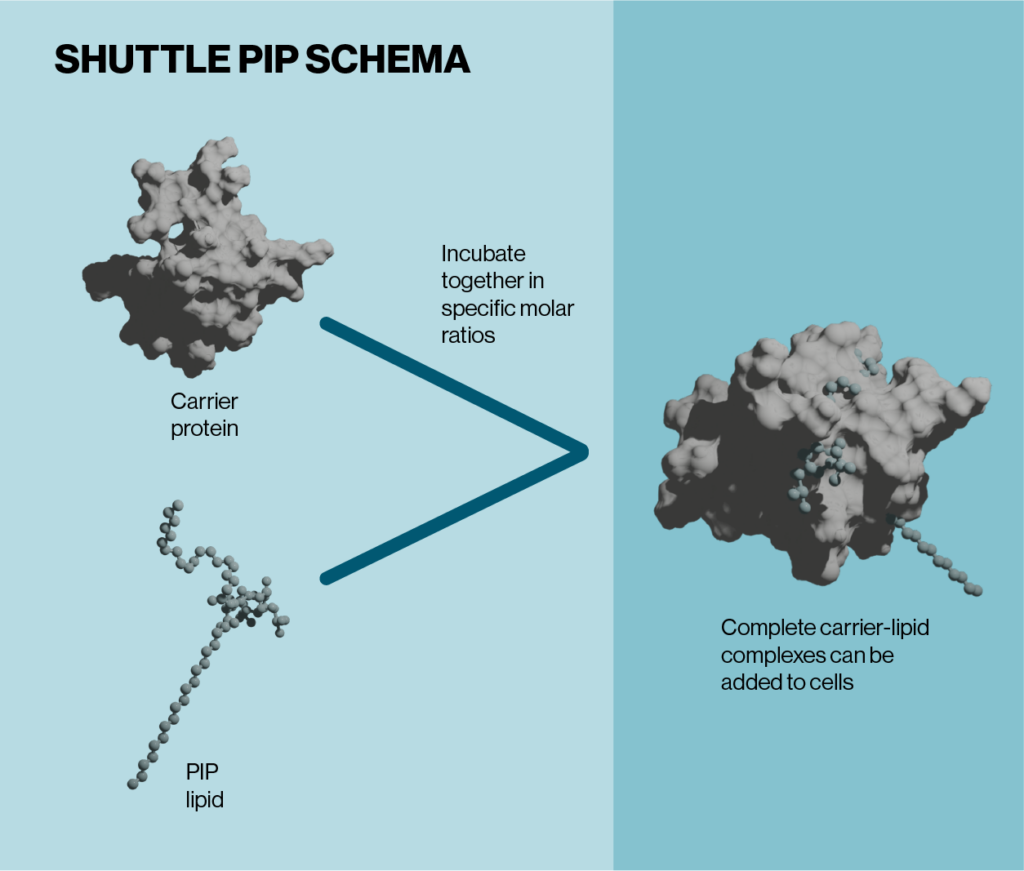 Schematic of Shuttle PIPs - addition of carrier proteins to phosphoinositides facilitates delivery to cells - Echelon Biosciences