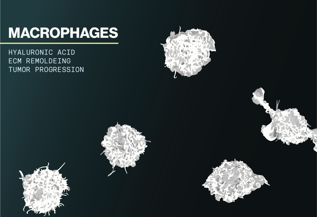 Subpopulations of macrophages can promote tumor progression due to HA degradation and remodeling of the ECM - Echelon Biosciences