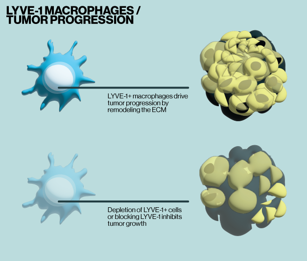 Outline for tumor growth driven by LYVE-1 macrophages - Echelon Biosciences